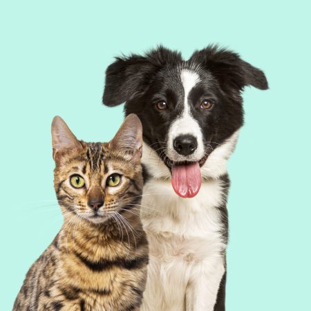 Brown bengal cat and a border collie dog panting with happy expression together on pastel blue background, looking at the camera