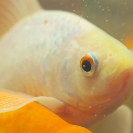 Fish closeup in aquarium. Nature animal.