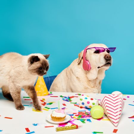A cat and a dog standing at a table in a studio setting.